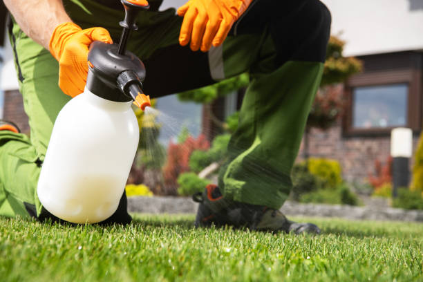 Best Termite Control Services  in North Falmouth, MA