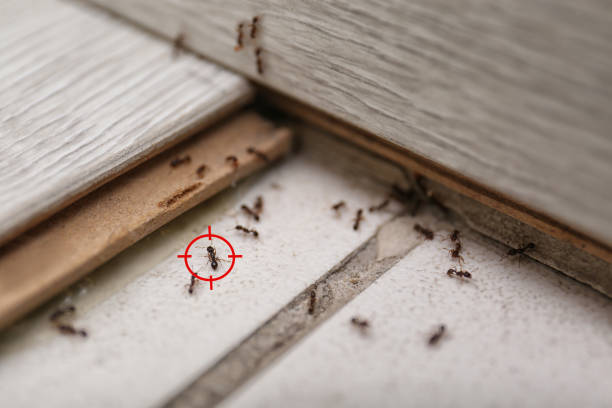 Best Flea Control Services  in North Falmouth, MA