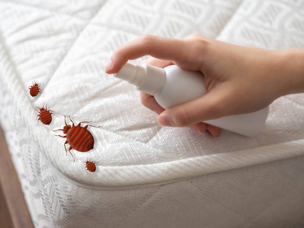 Best Flea Control Services  in North Falmouth, MA