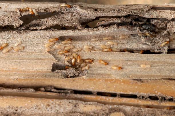 Best Residential Pest Control  in North Falmouth, MA